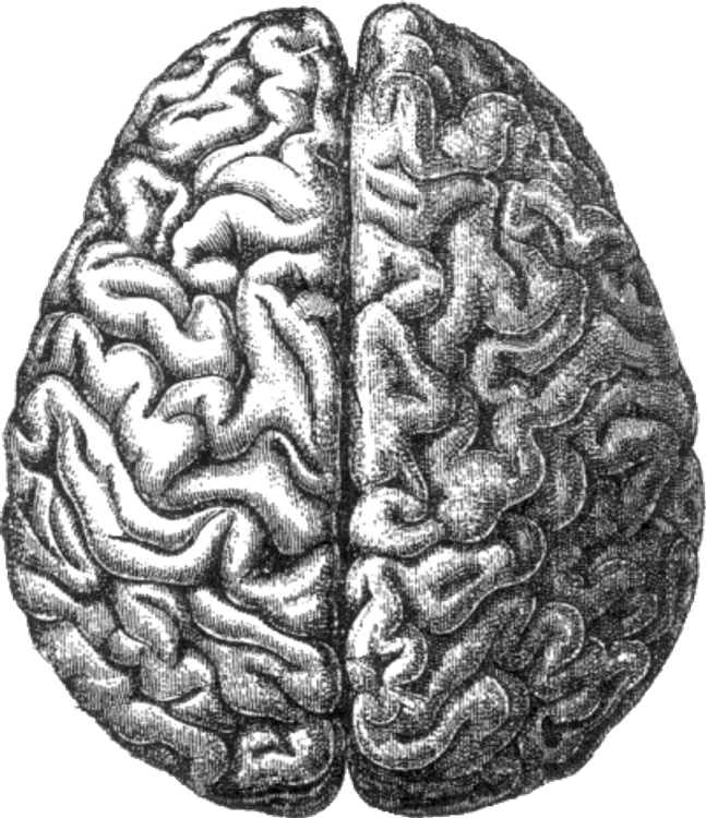 Brain Photos Gallery