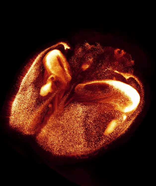 Brain Photos Gallery